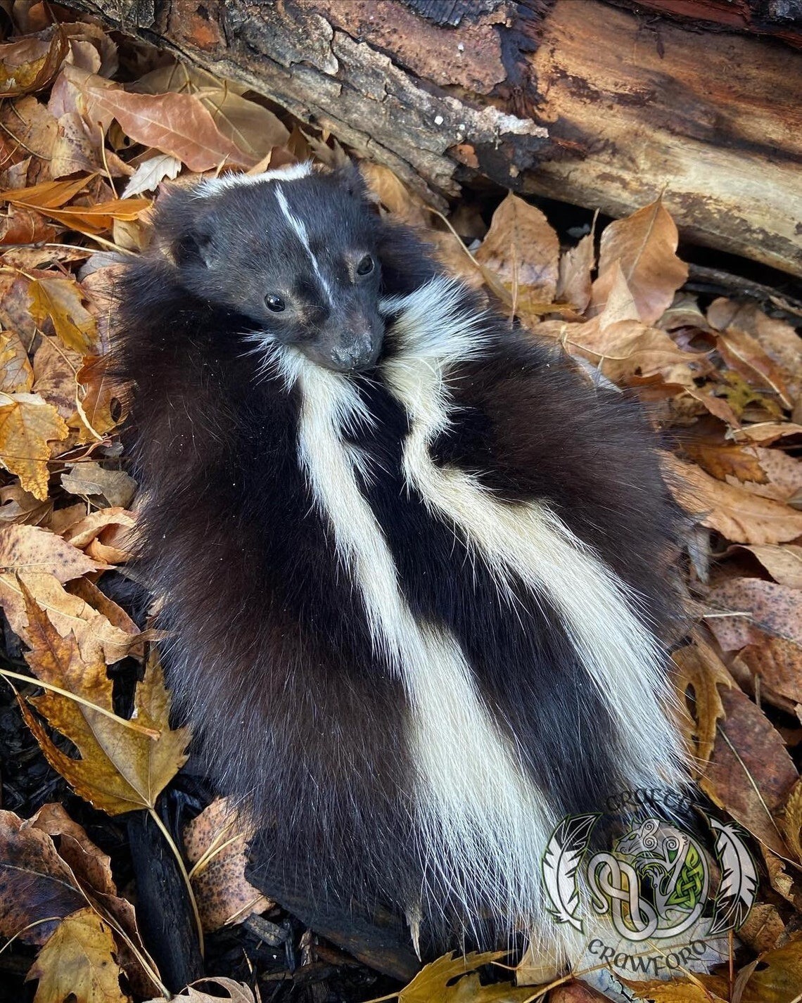 Skunk Sporran Taxidermy head full masked sporran scottish kilt accessory