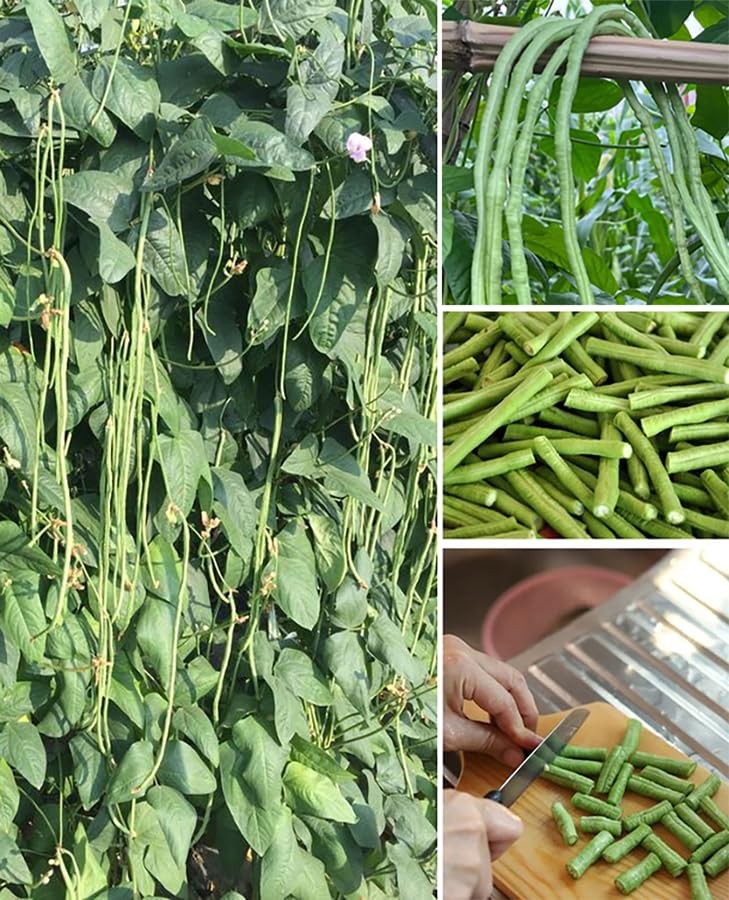 25+ Mixed Yard Long Bean Seeds Green or Purple Red Asian Chinese Long Bean