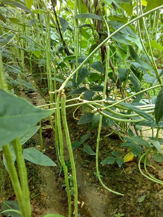 25+ Mixed Yard Long Bean Seeds Green or Purple Red Asian Chinese Long Bean