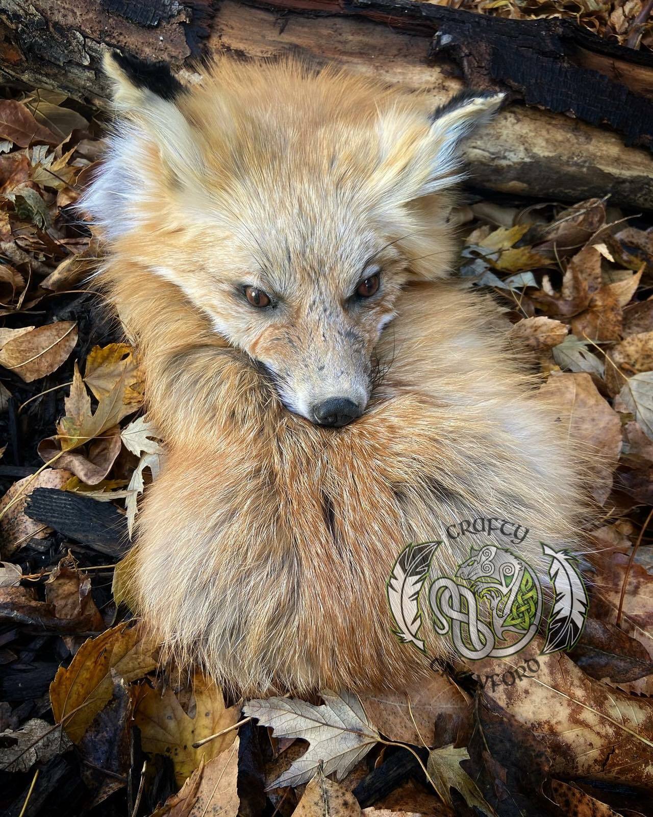 Masked Sporran Red Fox scottish celtic bag Scottish Kilt fur Sporran