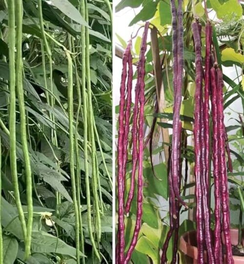 25+ Mixed Yard Long Bean Seeds Green or Purple Red Asian Chinese Long Bean