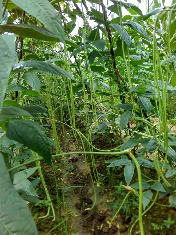 25+ Mixed Yard Long Bean Seeds Green or Purple Red Asian Chinese Long Bean