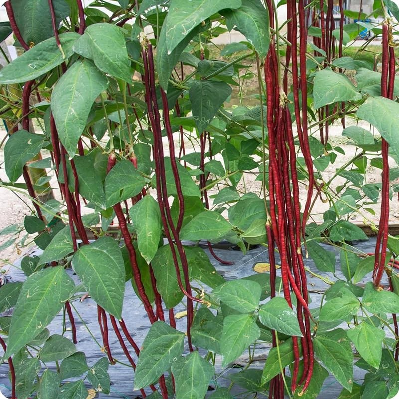 25+ Mixed Yard Long Bean Seeds Green or Purple Red Asian Chinese Long Bean