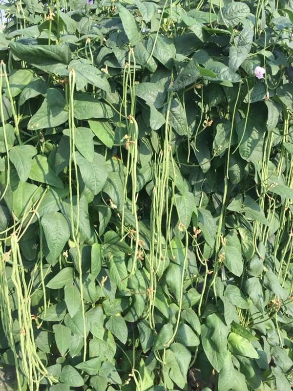 25+ Mixed Yard Long Bean Seeds Green or Purple Red Asian Chinese Long Bean