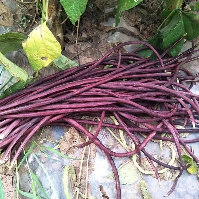25+ Mixed Yard Long Bean Seeds Green or Purple Red Asian Chinese Long Bean